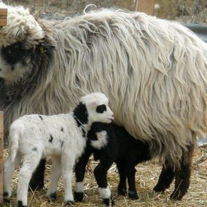 Meet your Posher, Cate